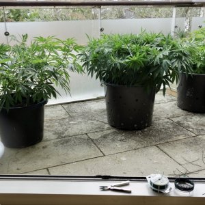 Balcony girls after 5th round of LST and Supercropping - 23/Jan/21