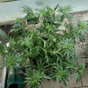 Mango Sherbert after LST to bring down her height - 23/Jan/21