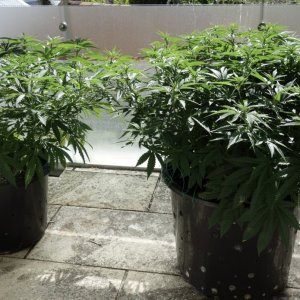 Mango Sherbert & Godfather OG side on vertical reference - 29/Jan/21