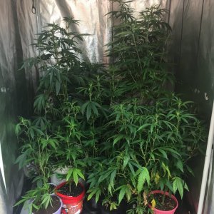 Veg tent