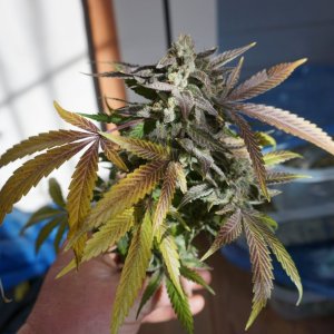 Zkittles pheno