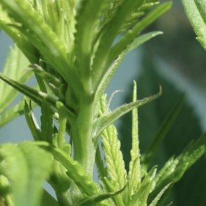 Strawberry Cough, first pistils spotted - 13/Feb/21