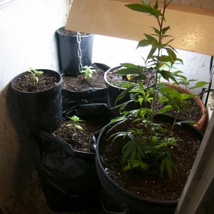 Kush Berry Mother and clones