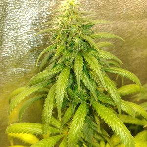 Chocolate Thai strain genetics (4).jpg