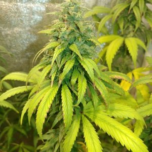 Chocolate Thai strain genetics (5).jpg