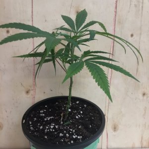 OG Kush clone