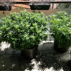 from L-R, Mango Sherbert, Godfather OG,Strawberry Cough,CBD Express - 17/Feb/21