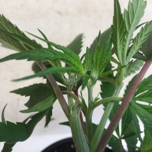 Leaf tucking LST