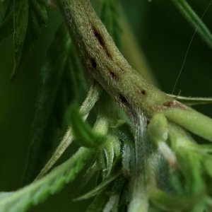 Strawberry Cough - pin pricks marks showing from Colloidal Silver reversal attempt