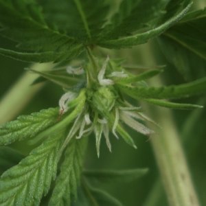 Strawberry Cough - looking for signs of reversal, crab claw?