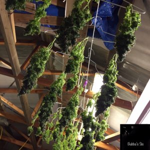 Harvest trimmed, washed, drip dried