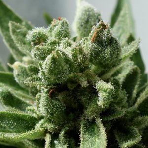 CBD Express auto bud closeup - 26/Feb/21