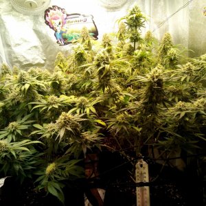 3x3 under the ts1000 & sp 150 led grow light-mars hydro.jpg