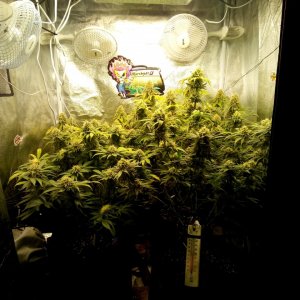 3x3 under the ts1000 & sp 150 led grow light-mars hydro.jpg