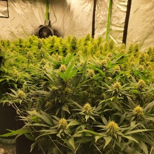 grow under mars hydro 2-sp250, 1-tsl2000 light