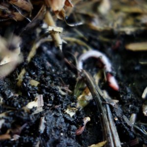 Worms living under the mulch of the Godfather OG - 9/Mar/21