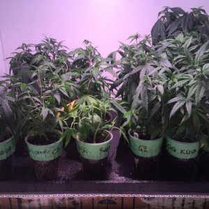 Clones and cuttings