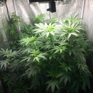 3x3 veg tent