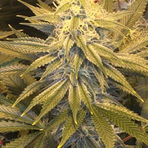 Bruce Banner Week 5 Flower