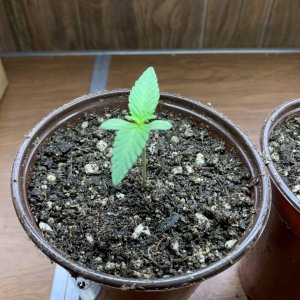 CloseUpGorillaGlueSeedling.jpg