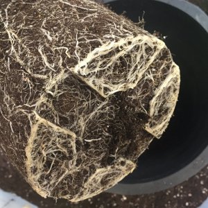 Scored root mass