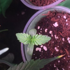 White Widow seedling