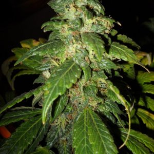 Woodsman's NL#5 Grow Flower Day 62