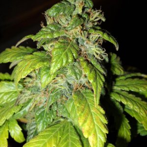 Woodsman's NL#5 Grow Flower Day 62