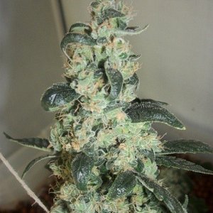 Nice_buds1