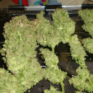 TRAINWRECK       4/2010