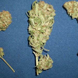 TRAINWRECK       4/2010