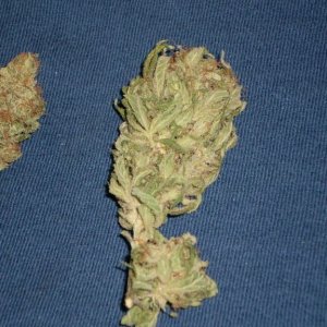 TRAINWRECK       4/2010