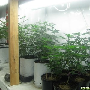 Veg room