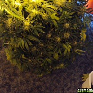 PowerKush Harvest a