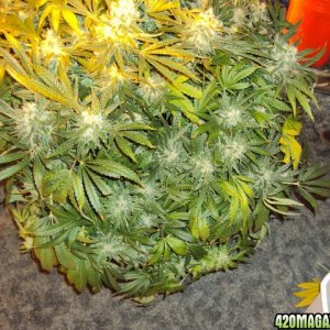 PowerKush Harvest b