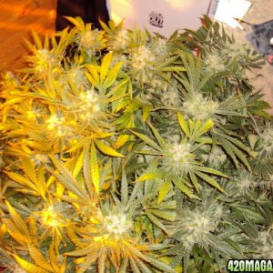 PowerKush Harvest c