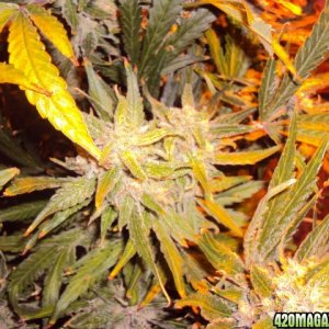 PowerKush Harvest d