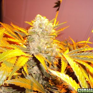 PowerKush Harvest e