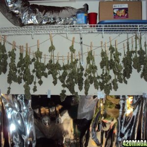 PowerKush Harvest j