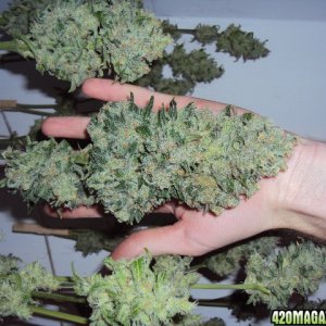 PowerKush Harvest k