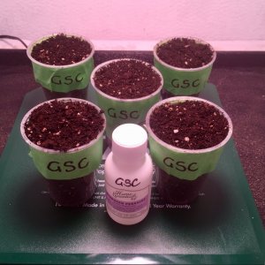 GSC seeds soaking