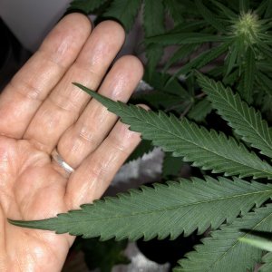 Mid level fan leaf tips (holding curl up)