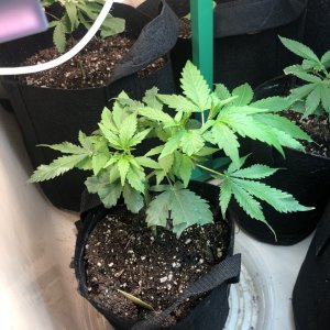 Largest Clone (2/23)