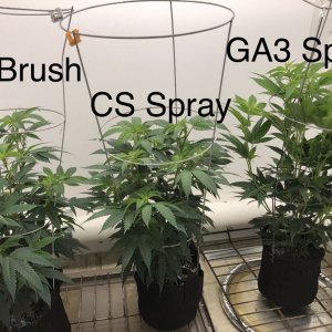 Pink Lemonade reversal attempt clones