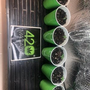 Day 7 GSC seedlings