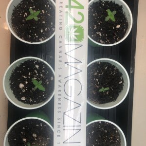 Day 7 GSC seedlings