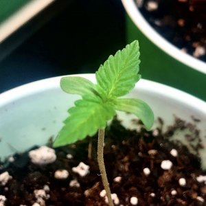 Day 7 GSC seedling