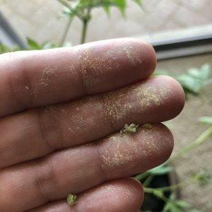 Pot pollen