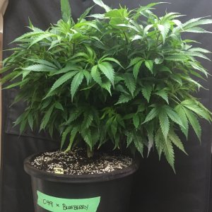 C99 x Blueberry, transplanted