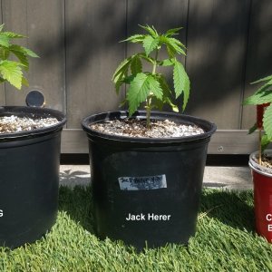 20210509_160508 Summer grow.jpg